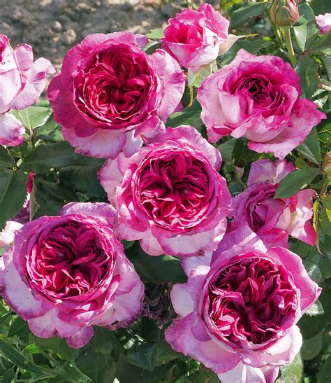 parfum rose thierry marx
